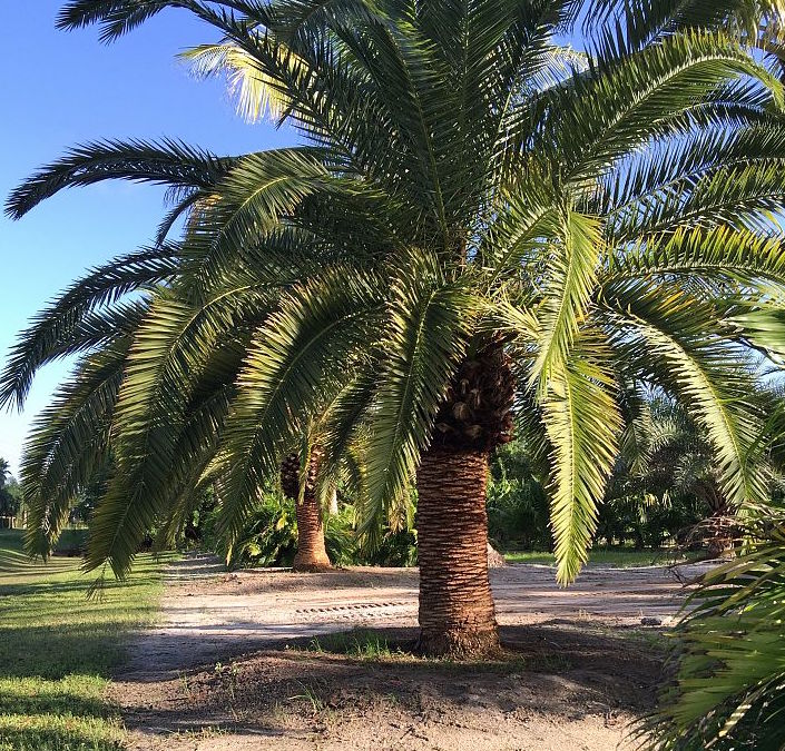 phoenix-canariensis-canary-island-date-palm-pineapple-palm