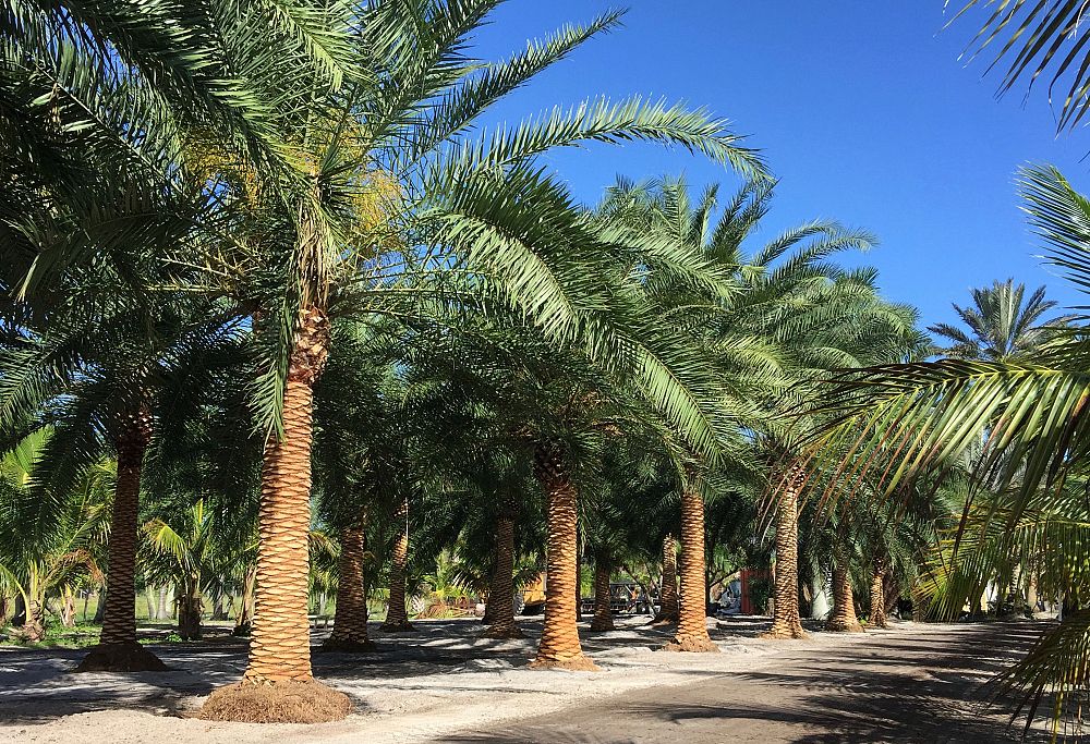 phoenix-canariensis-canary-island-date-palm-pineapple-palm