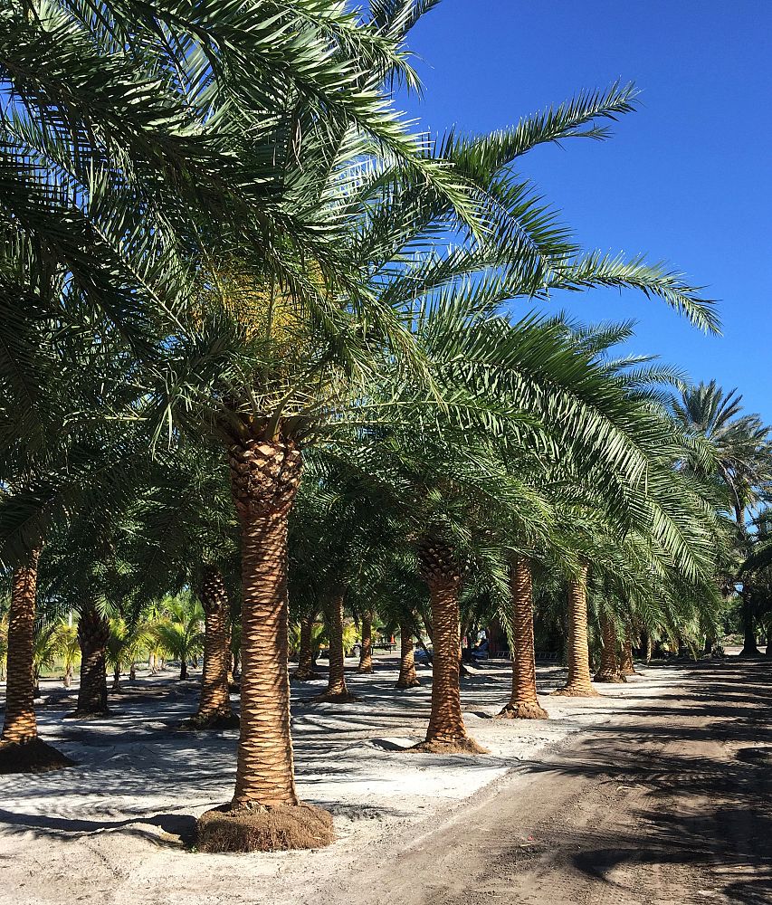 phoenix-canariensis-canary-island-date-palm-pineapple-palm