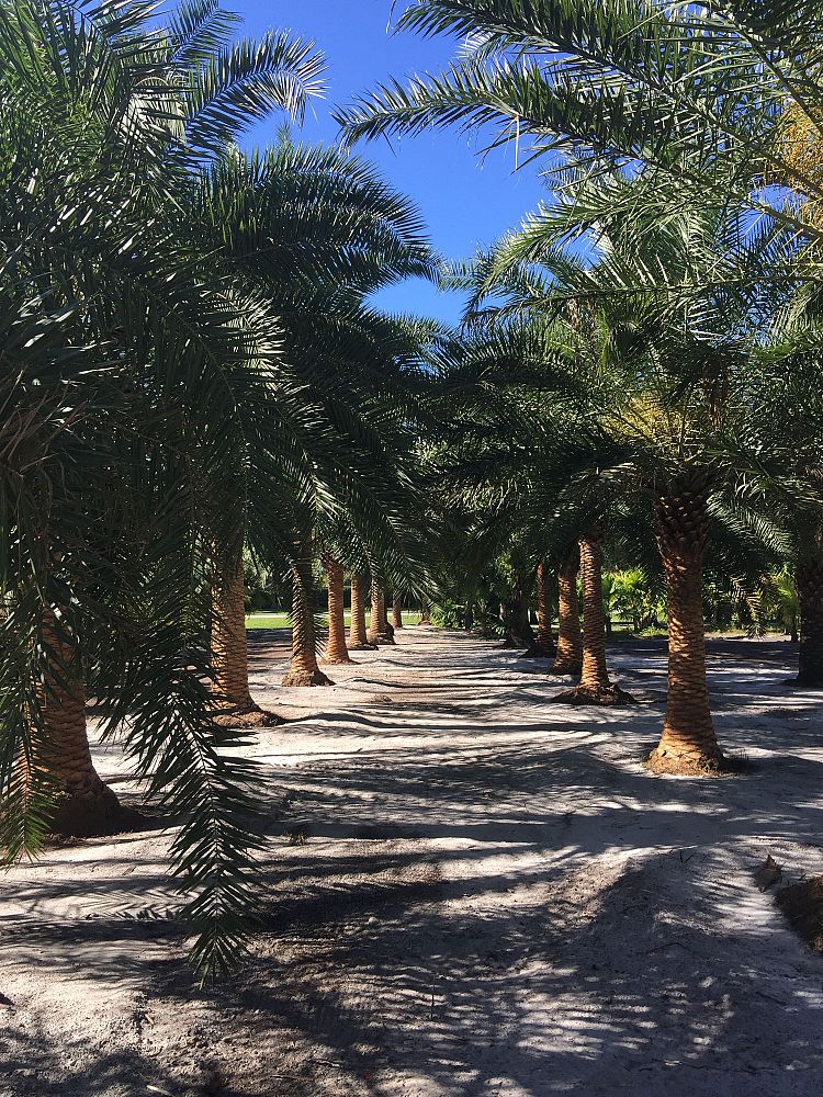 phoenix-canariensis-canary-island-date-palm-pineapple-palm