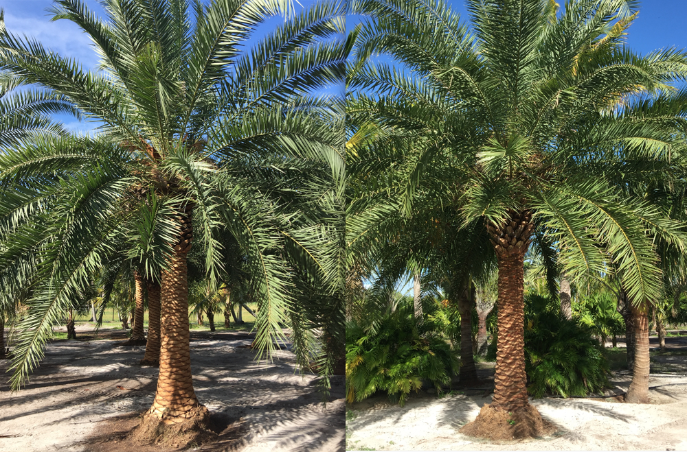 phoenix-canariensis-canary-island-date-palm-pineapple-palm