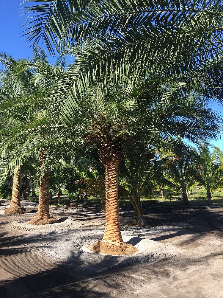 phoenix-canariensis-canary-island-date-palm-pineapple-palm