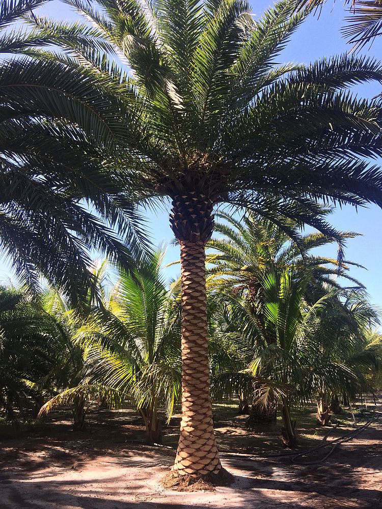 phoenix-canariensis-canary-island-date-palm-pineapple-palm