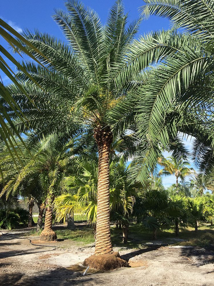phoenix-canariensis-canary-island-date-palm-pineapple-palm
