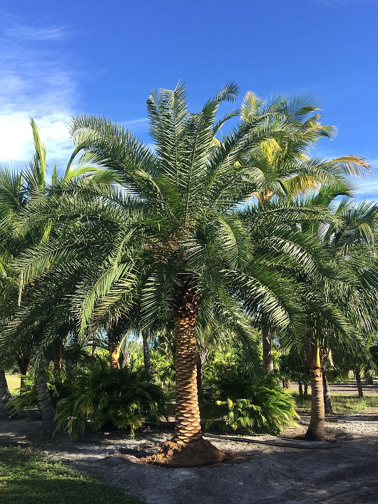 phoenix-canariensis-canary-island-date-palm-pineapple-palm