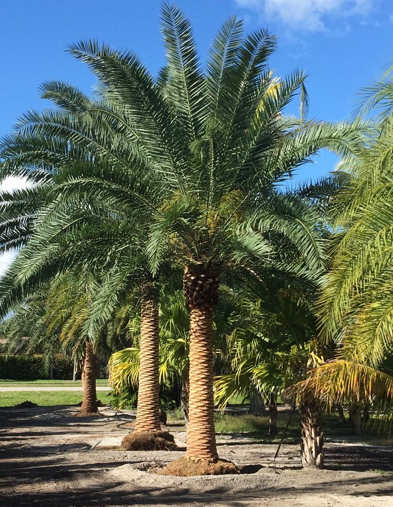 phoenix-canariensis-canary-island-date-palm-pineapple-palm