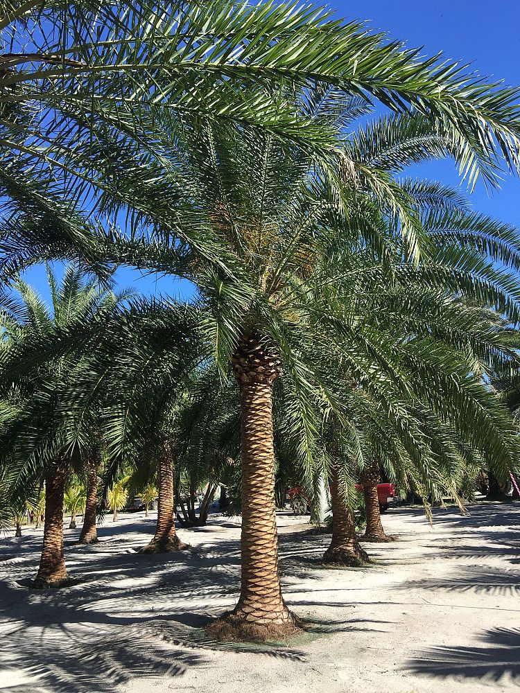 phoenix-canariensis-canary-island-date-palm-pineapple-palm
