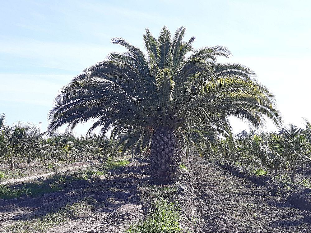 phoenix-canariensis-canary-island-date-palm-pineapple-palm