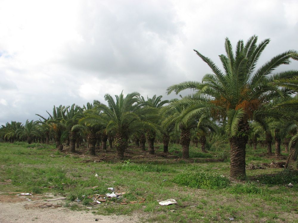 phoenix-canariensis-canary-island-date-palm-pineapple-palm