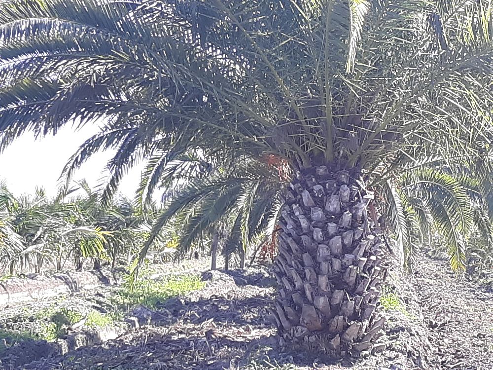 phoenix-canariensis-canary-island-date-palm-pineapple-palm
