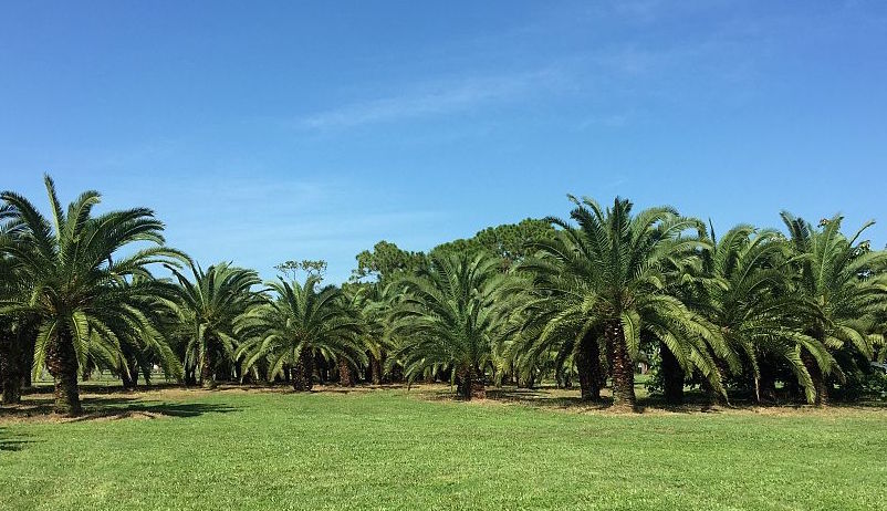 phoenix-canariensis-canary-island-date-palm-pineapple-palm
