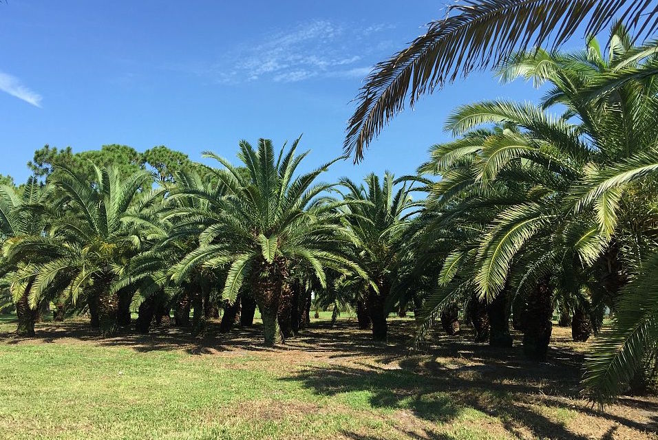 phoenix-canariensis-canary-island-date-palm-pineapple-palm