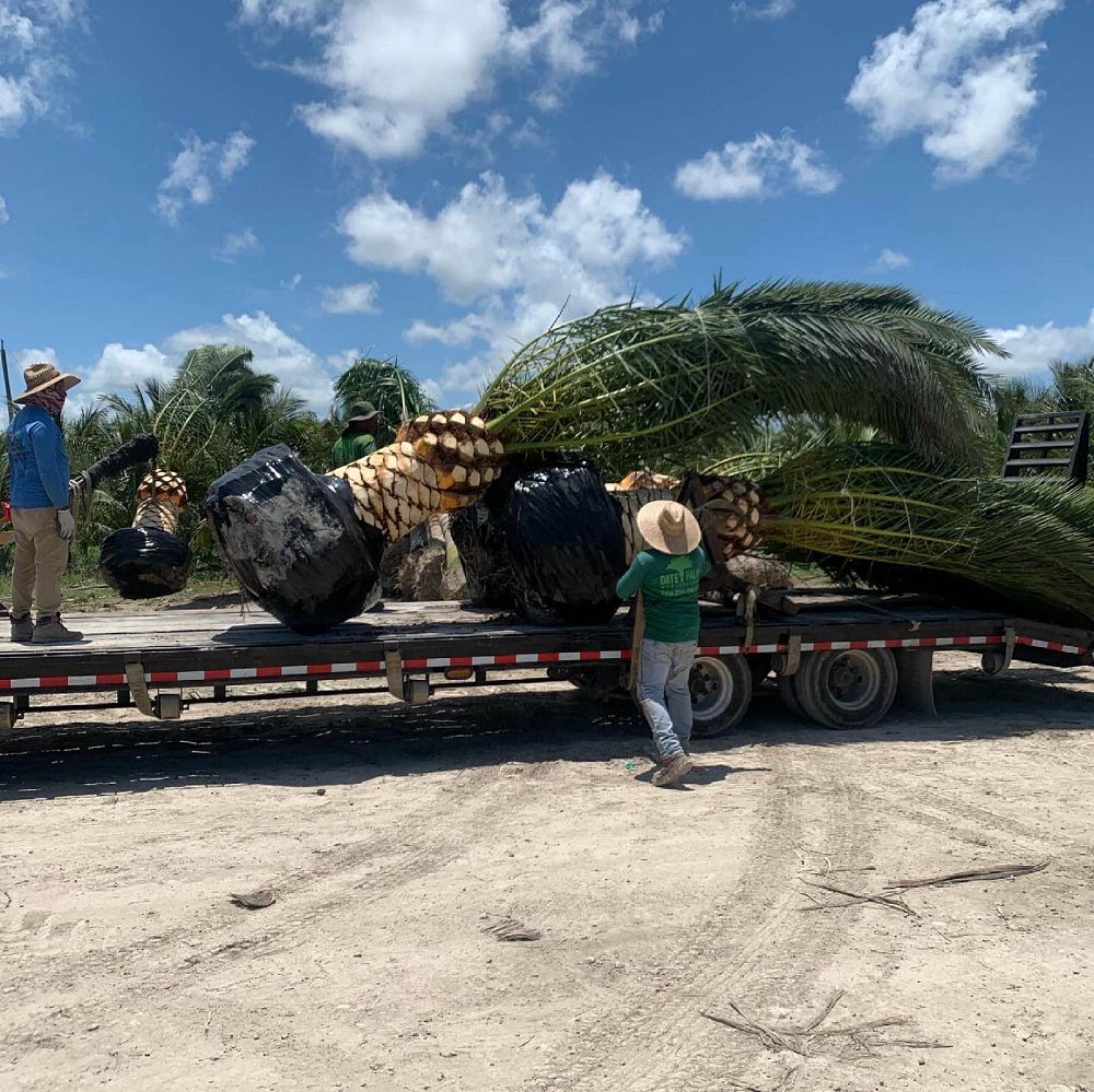 phoenix-canariensis-canary-island-date-palm-pineapple-palm