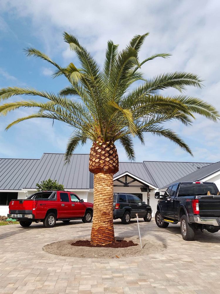 phoenix-canariensis-canary-island-date-palm-pineapple-palm
