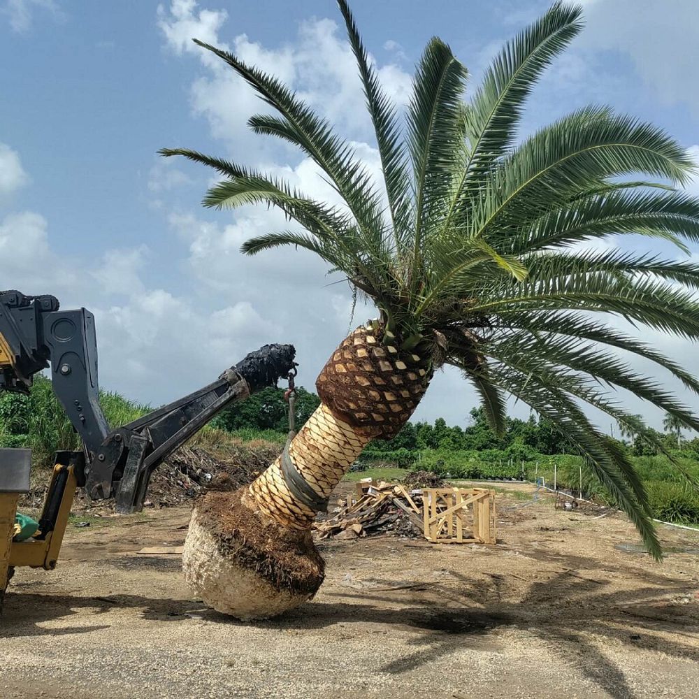 phoenix-canariensis-canary-island-date-palm-pineapple-palm