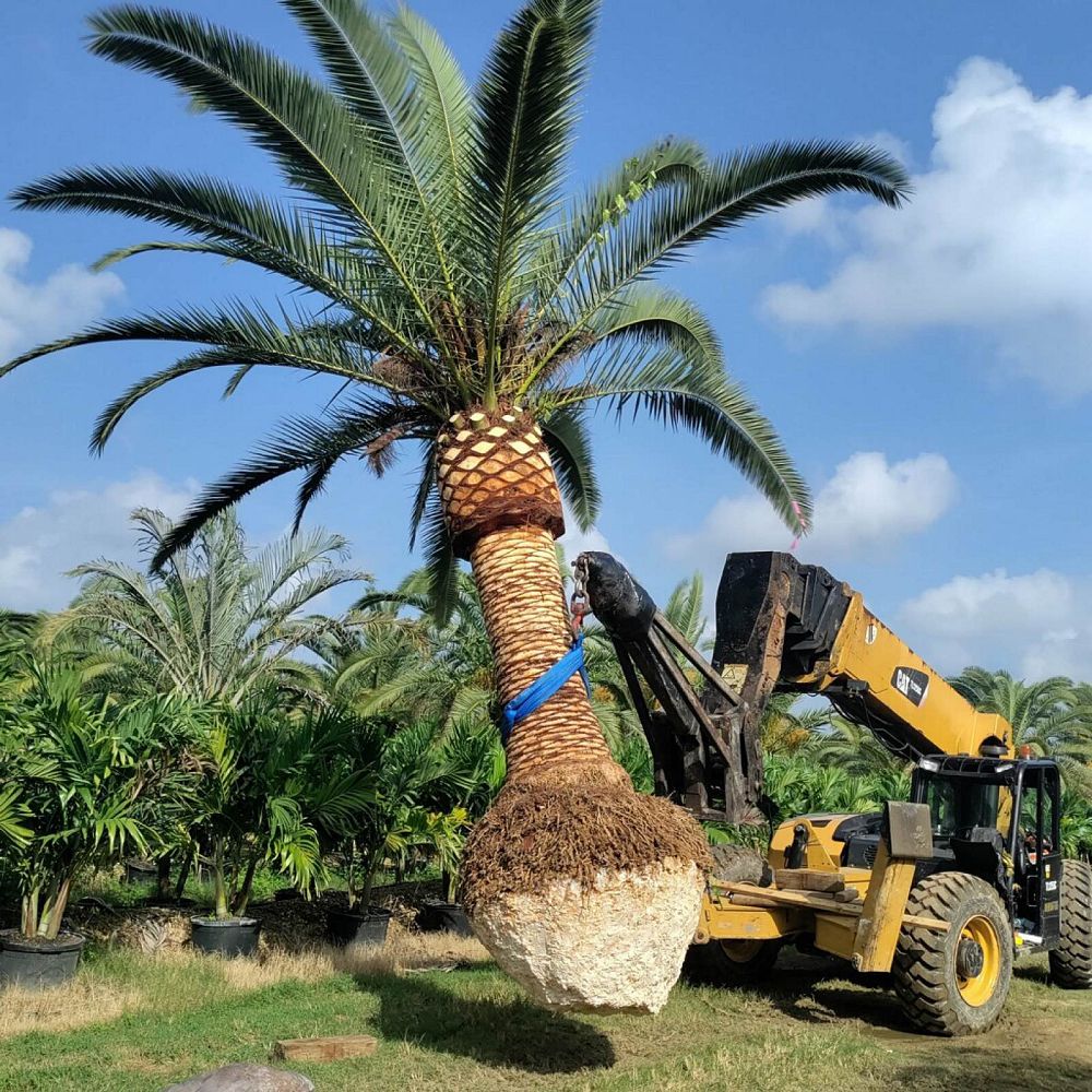 phoenix-canariensis-canary-island-date-palm-pineapple-palm