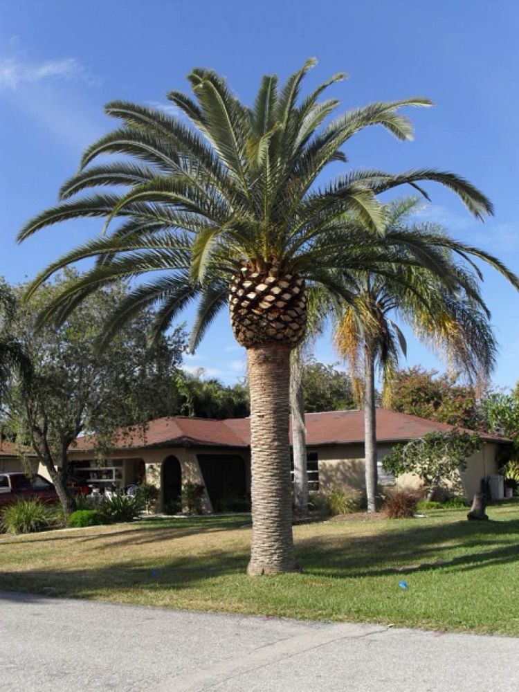 phoenix-canariensis-canary-island-date-palm-pineapple-palm