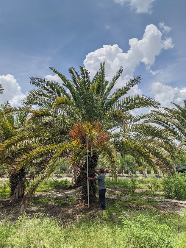 phoenix-canariensis-canary-island-date-palm-pineapple-palm