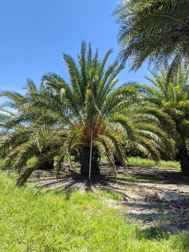 phoenix-canariensis-canary-island-date-palm-pineapple-palm