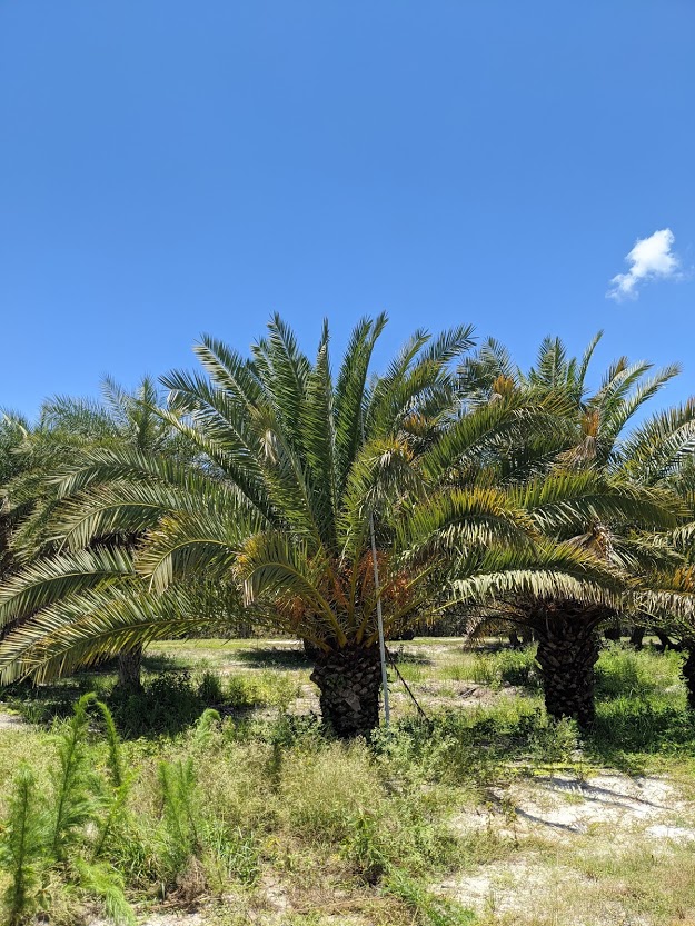 phoenix-canariensis-canary-island-date-palm-pineapple-palm