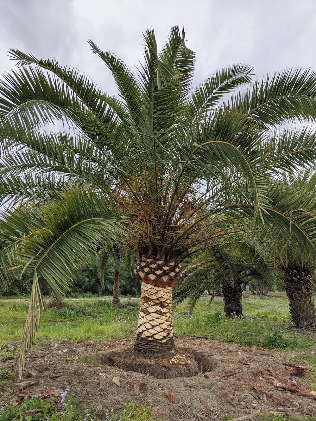 phoenix-canariensis-canary-island-date-palm-pineapple-palm