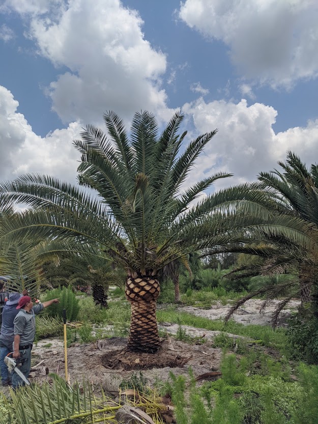 phoenix-canariensis-canary-island-date-palm-pineapple-palm