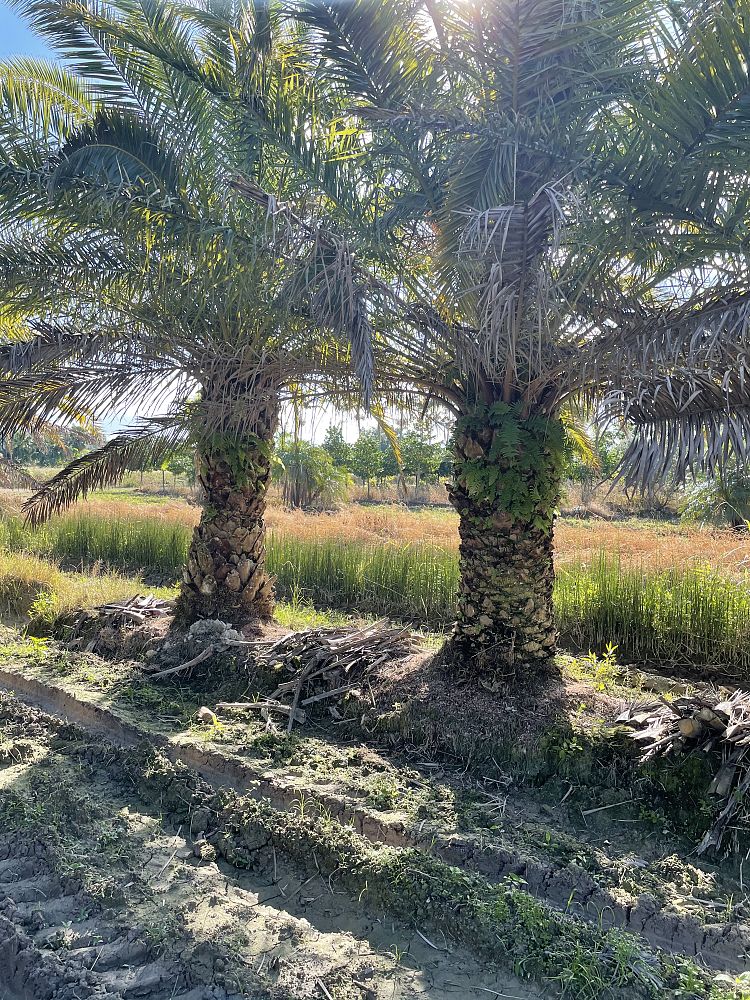 phoenix-canariensis-canary-island-date-palm-pineapple-palm