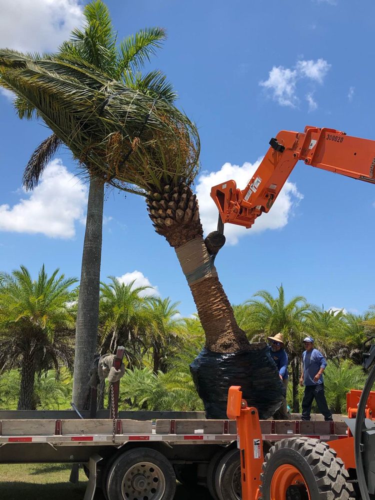 phoenix-canariensis-canary-island-date-palm-pineapple-palm