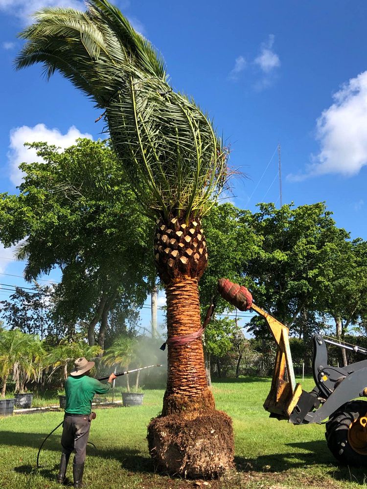 phoenix-canariensis-canary-island-date-palm-pineapple-palm