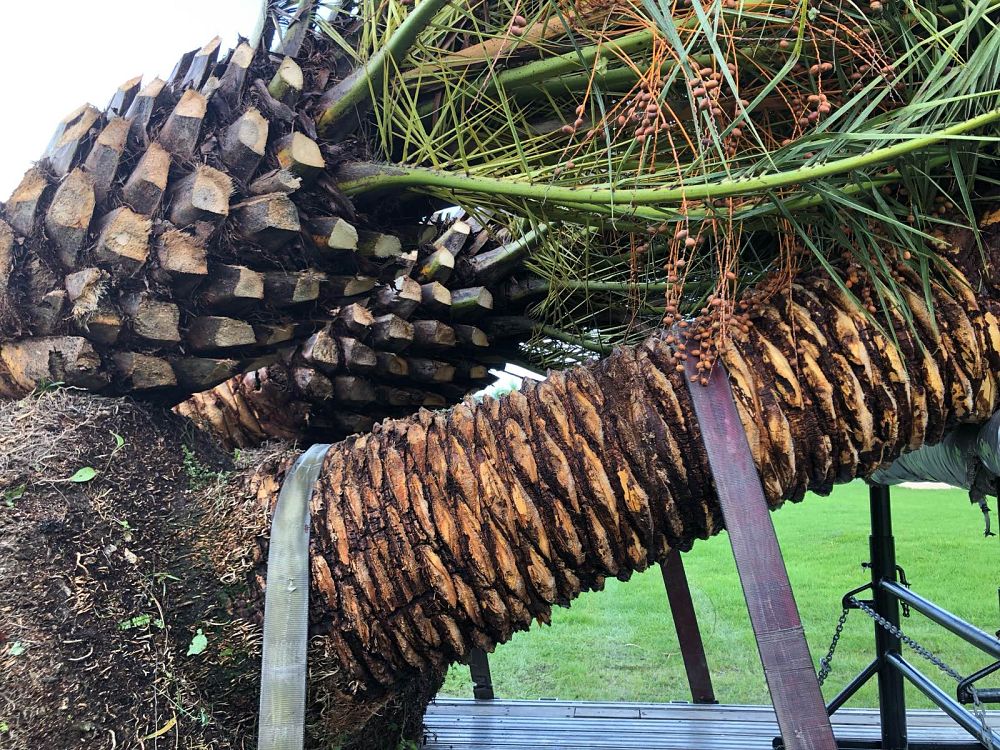 phoenix-canariensis-canary-island-date-palm-pineapple-palm