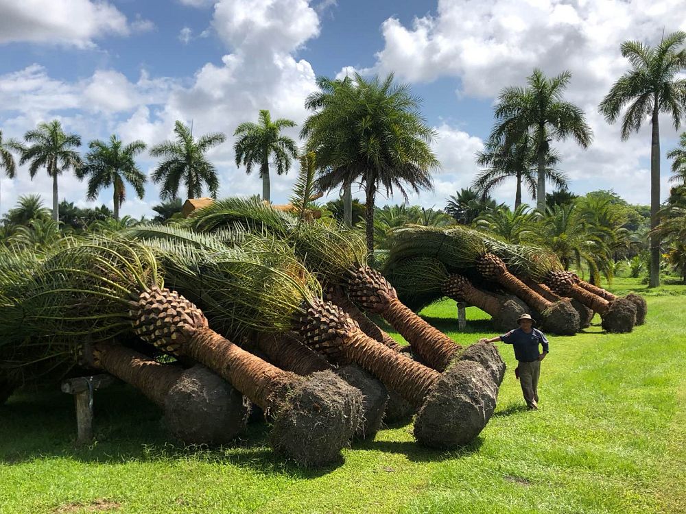 phoenix-canariensis-canary-island-date-palm-pineapple-palm