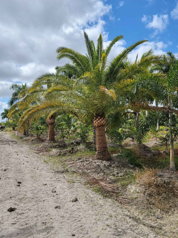 phoenix-canariensis-canary-island-date-palm-pineapple-palm