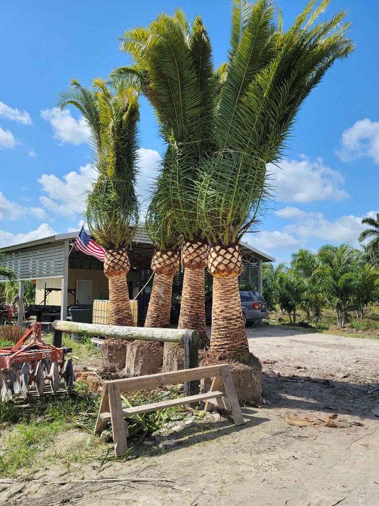 phoenix-canariensis-canary-island-date-palm-pineapple-palm