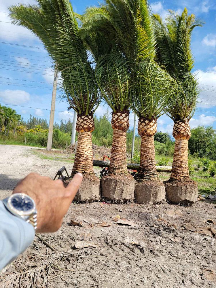 phoenix-canariensis-canary-island-date-palm-pineapple-palm