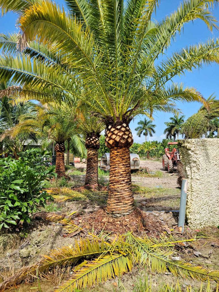 phoenix-canariensis-canary-island-date-palm-pineapple-palm
