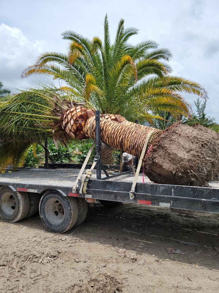 phoenix-canariensis-canary-island-date-palm-pineapple-palm