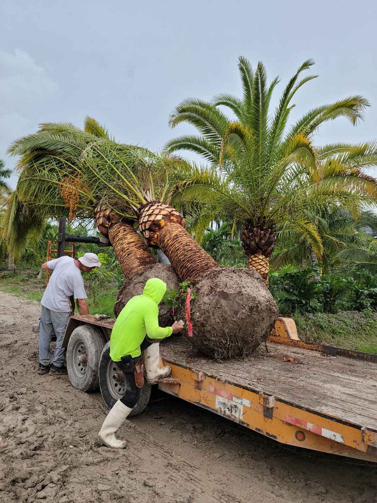 phoenix-canariensis-canary-island-date-palm-pineapple-palm