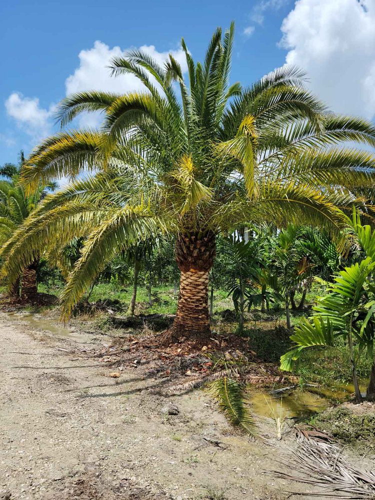 phoenix-canariensis-canary-island-date-palm-pineapple-palm