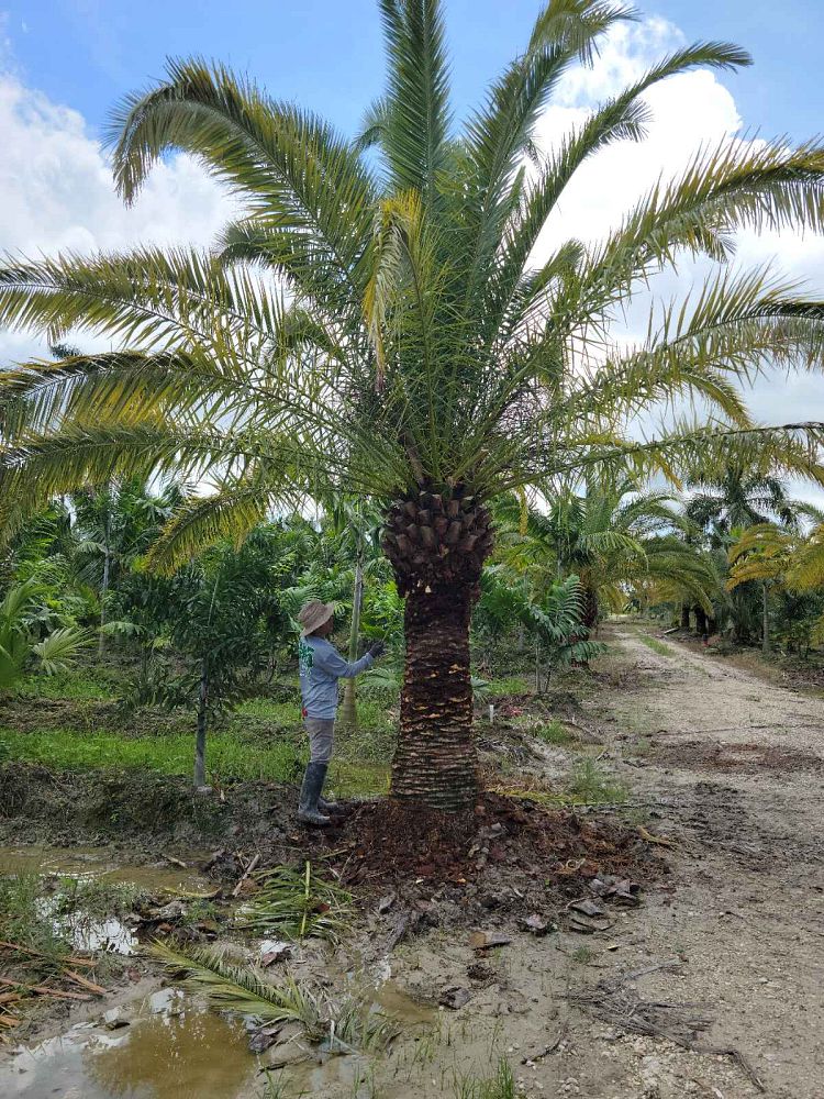 phoenix-canariensis-canary-island-date-palm-pineapple-palm