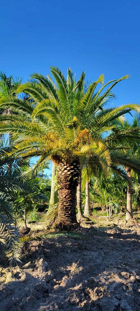 phoenix-canariensis-canary-island-date-palm-pineapple-palm