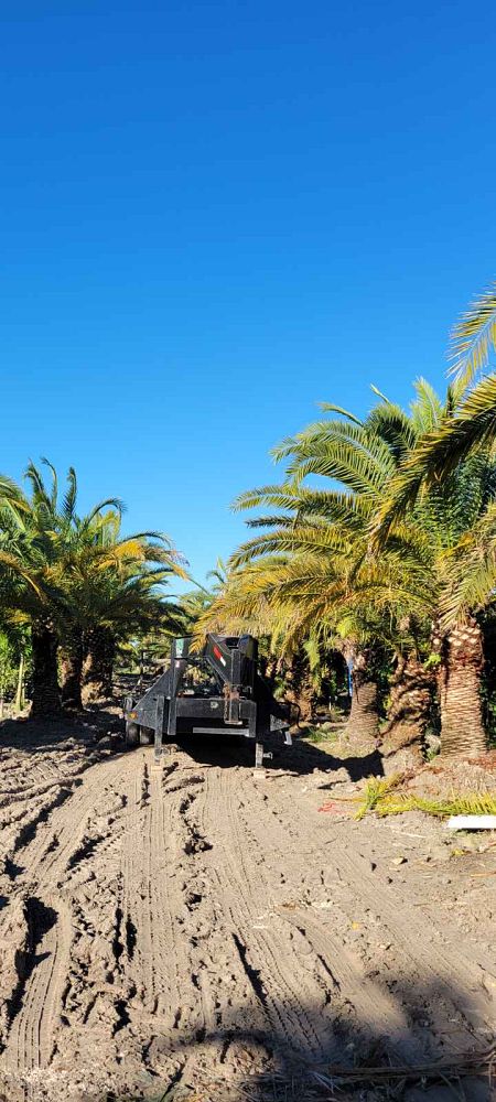 phoenix-canariensis-canary-island-date-palm-pineapple-palm