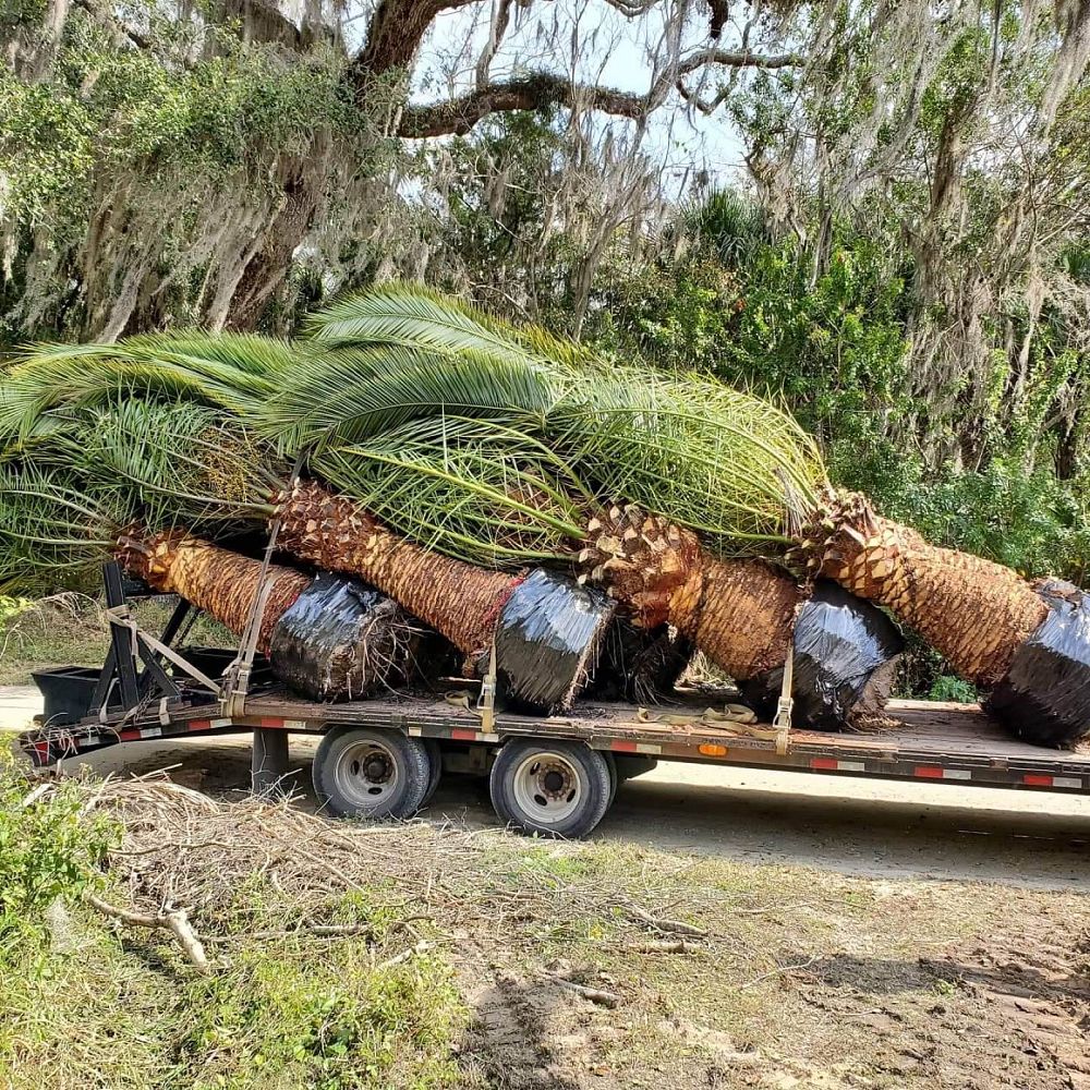 phoenix-canariensis-canary-island-date-palm-pineapple-palm