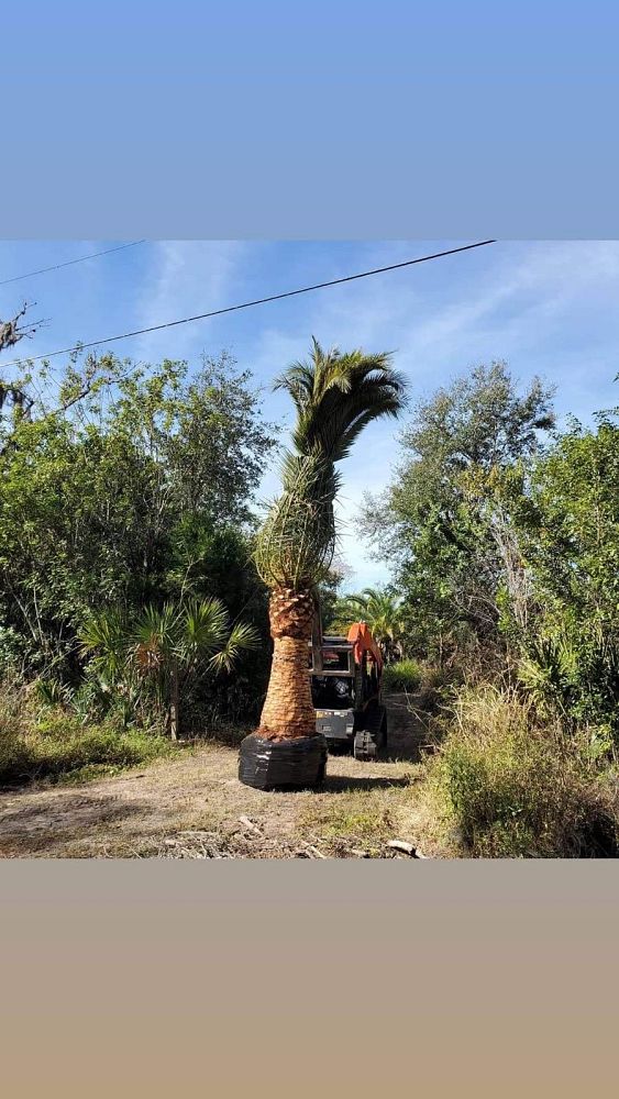 phoenix-canariensis-canary-island-date-palm-pineapple-palm
