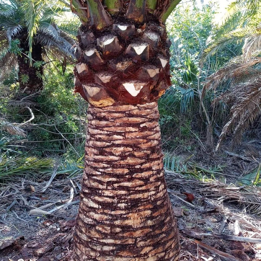phoenix-canariensis-canary-island-date-palm-pineapple-palm
