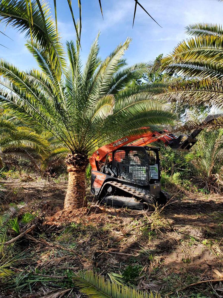 phoenix-canariensis-canary-island-date-palm-pineapple-palm