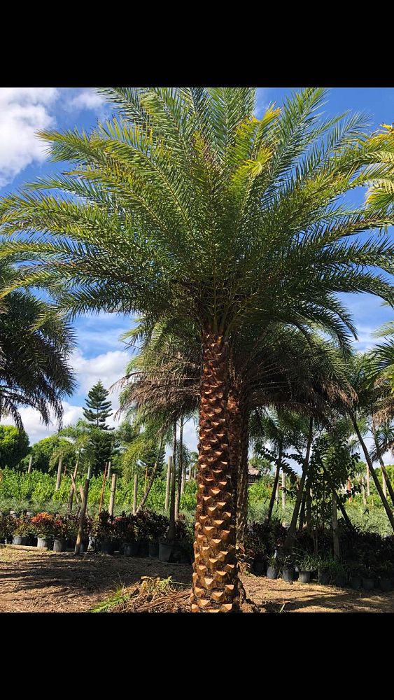 phoenix-canariensis-canary-island-date-palm-pineapple-palm