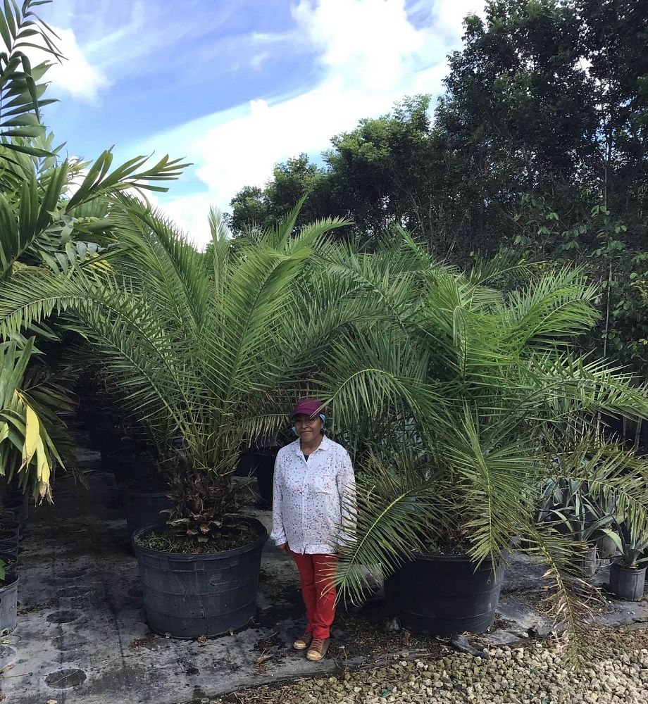 phoenix-canariensis-canary-island-date-palm-pineapple-palm