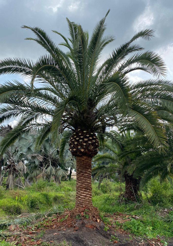 phoenix-canariensis-canary-island-date-palm-pineapple-palm