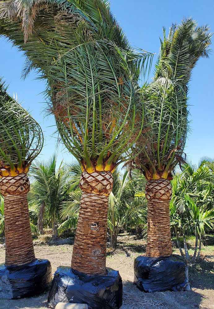 phoenix-canariensis-canary-island-date-palm-pineapple-palm
