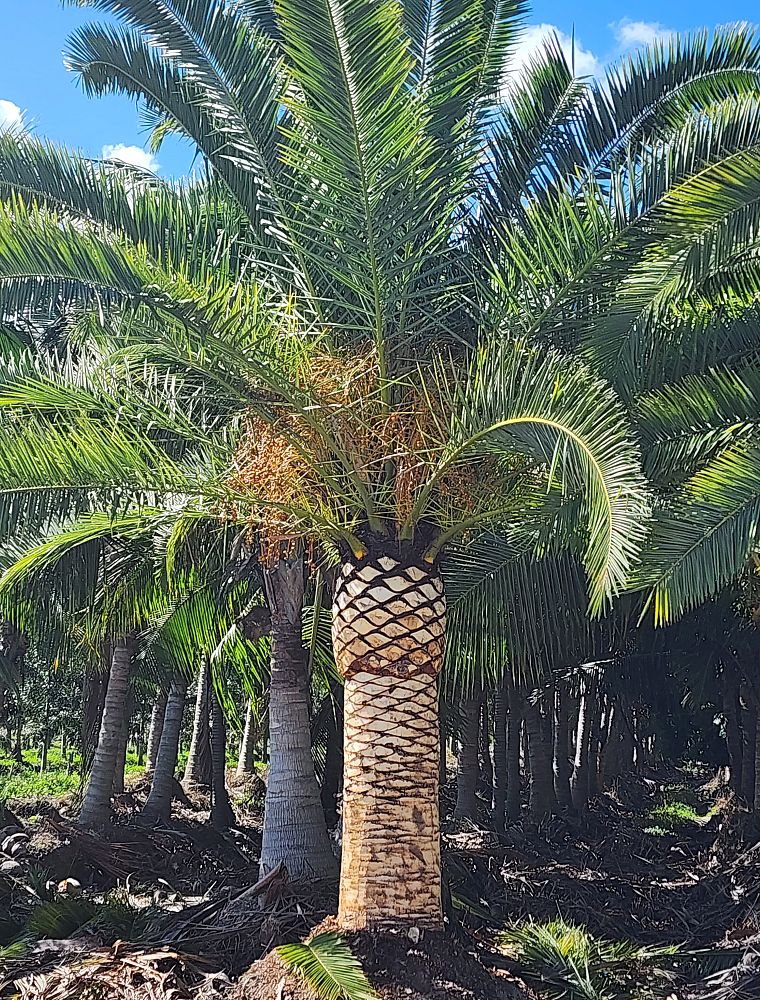 phoenix-canariensis-canary-island-date-palm-pineapple-palm